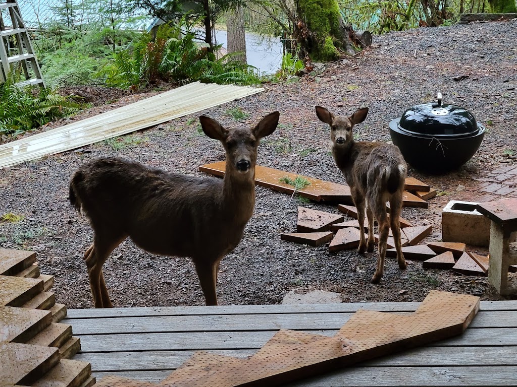 Lake Merwin Campers Hideaway | 24706 NE Columbia Tie Rd, Amboy, WA 98601 | Phone: (360) 247-5589