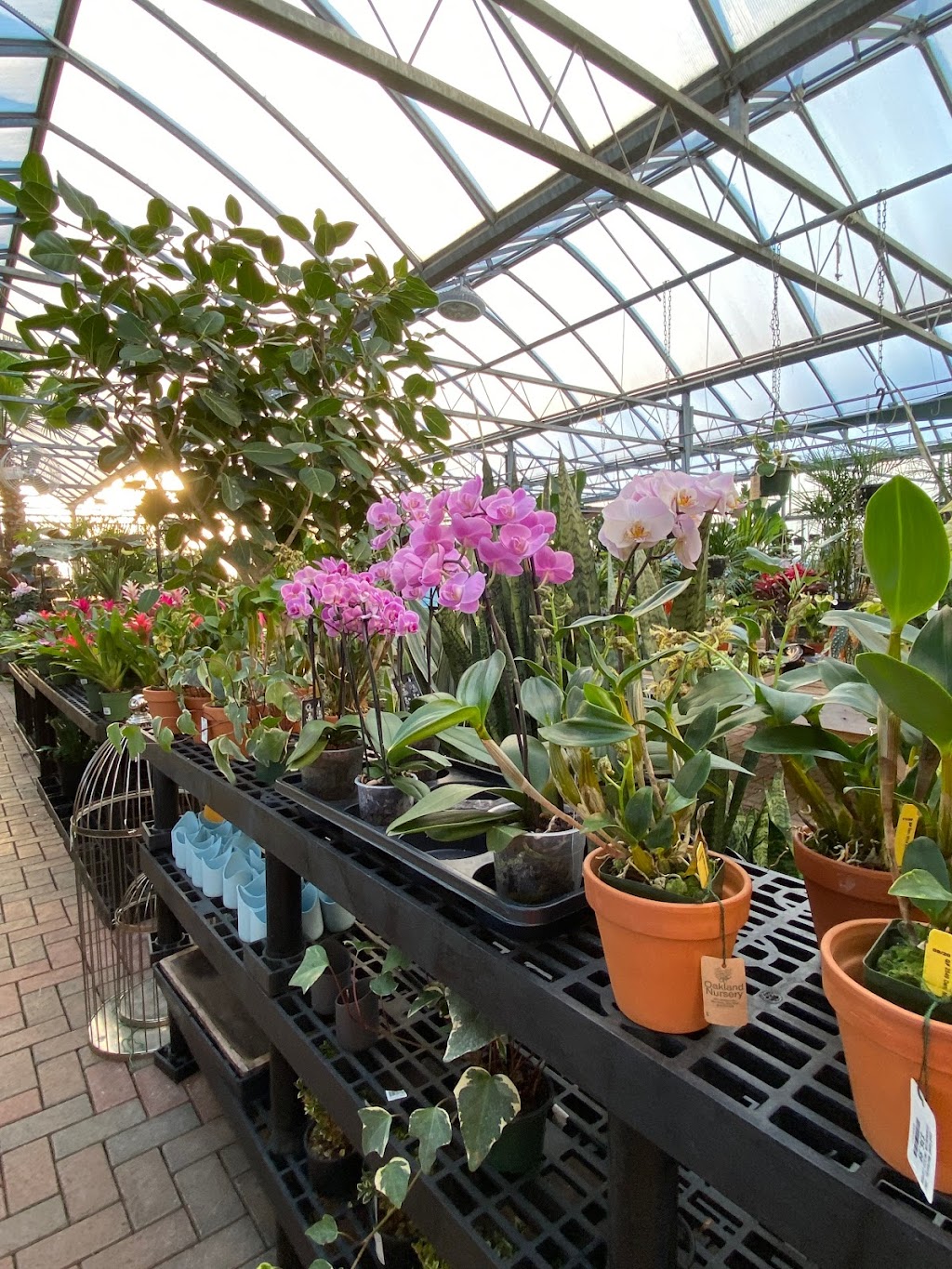 Oakland Nursery - New Albany | 5211 Johnstown Rd, New Albany, OH 43054, USA | Phone: (614) 917-1020