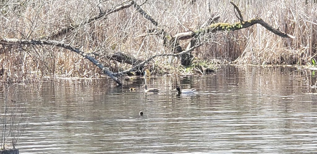 Beaver Lodge Sanctuary | 37th Ave E, Seattle, WA 98112 | Phone: (206) 684-5146