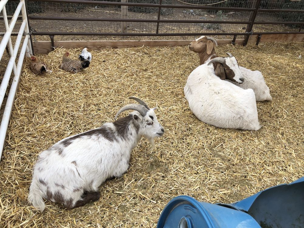 Jr Pony Parties | 1744 N Leonard Ln, Las Vegas, NV 89108, USA | Phone: (702) 631-4142