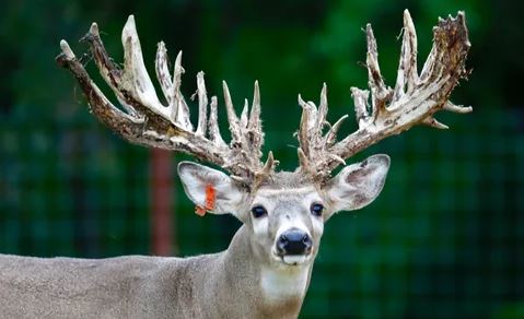 Riverbend Trophy Whitetails | 3616 Boston Pool Rd, Hominy, OK 74035, USA | Phone: (918) 430-5484