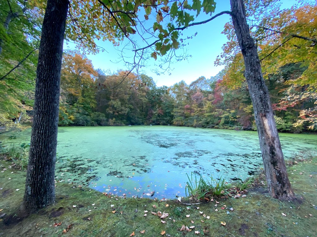 Forsyth Pond | Bartlett Arboretum & Gardens, 151 Brookdale Rd, Stamford, CT 06903, USA | Phone: (203) 322-6971