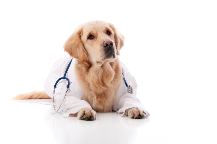 Russell Creek Pet Clinic | 9040 Independence Pkwy, Plano, TX 75025, USA | Phone: (214) 547-8387