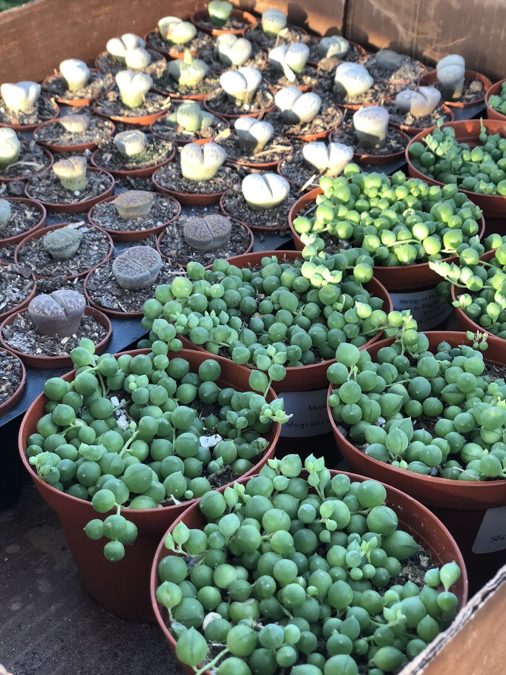 Beesons Nursery | 1300 Half Day Rd, Deerfield, IL 60015, USA | Phone: (847) 945-0520
