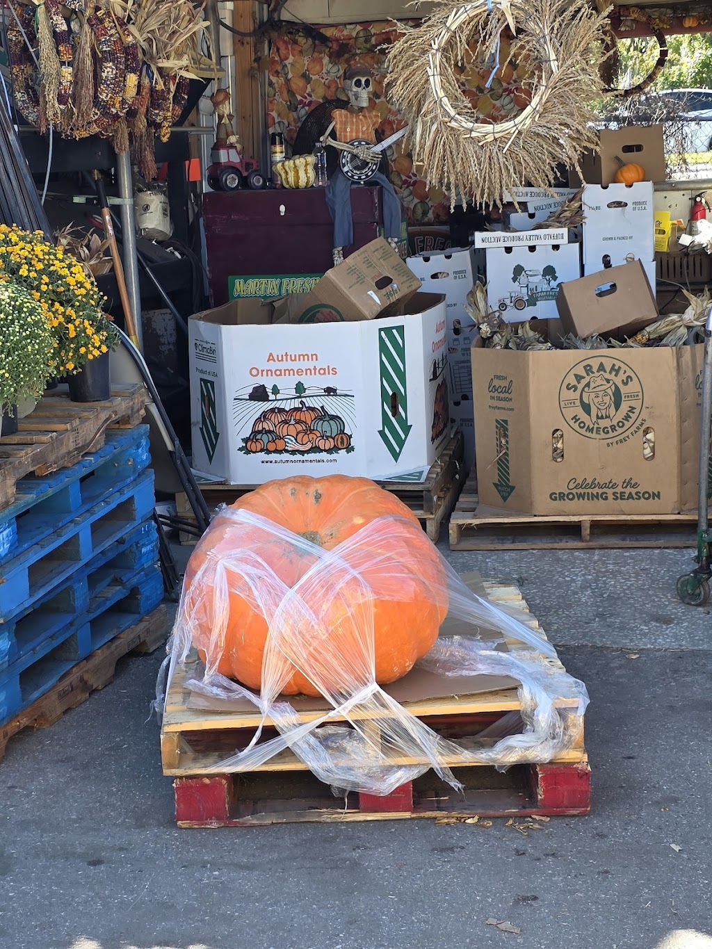 C.F. Produce Inc | 708 W Sam Allen Rd, Plant City, FL 33565, USA | Phone: (813) 659-3011