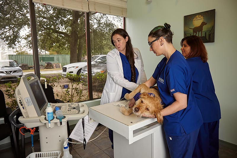 Lakeshore Veterinary Hospital | 155 Moores Rd, Mandeville, LA 70471, USA | Phone: (985) 626-5615