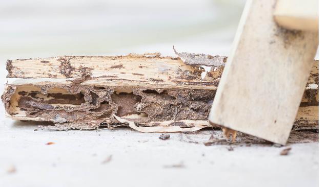 Sharp Town Termite Removal Experts | 104 S Market St, Seaford, DE 19973, United States | Phone: (302) 253-7562