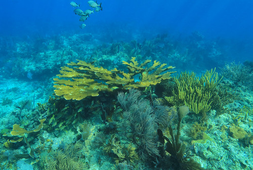 John Pennekamp Coral Reef State Park | Key Largo, FL 33037, USA | Phone: (305) 676-3777