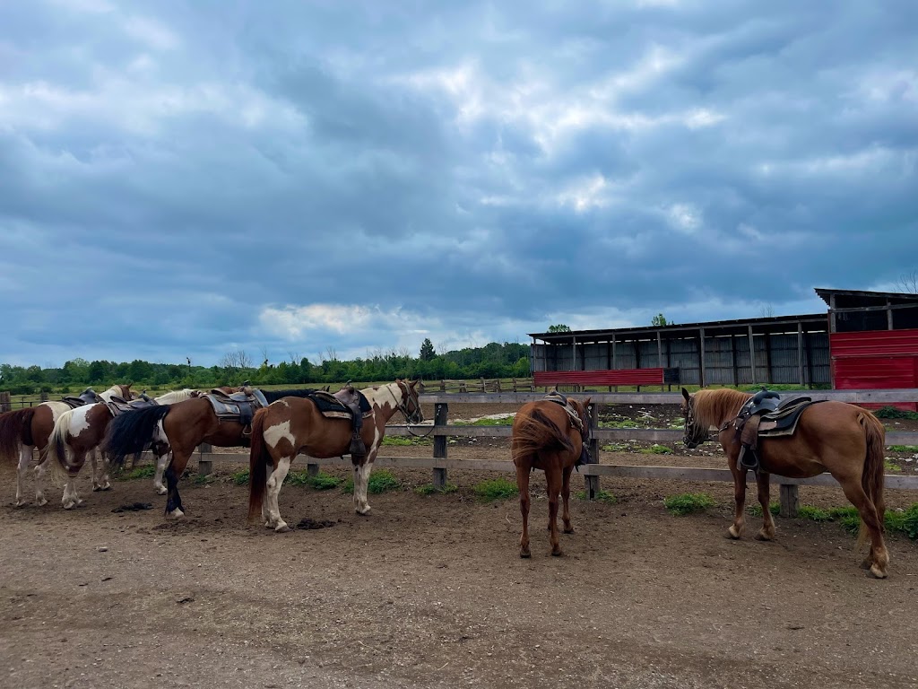 HorsePlay Niagara | 11061 Ellsworth Rd N, Port Colborne, ON L3K 5V4, Canada | Phone: (905) 834-2380