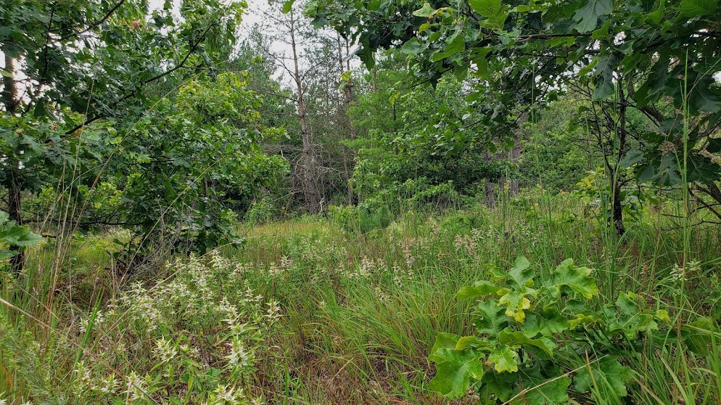 Arena Pines & Sand Barrens State Natural Area | Helena Rd, Arena, WI 53503, USA | Phone: (608) 266-0394