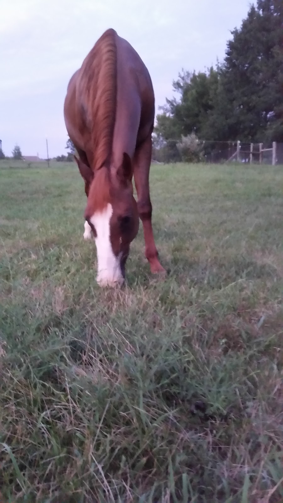 Silver Spurs Equestrian Center | 357 State Hwy EE, Winfield, MO 63389, USA | Phone: (636) 668-8683 Silver Spurs Equestrian Center | 357 State Hwy EE, Winfield, MO 63389, USA | Phone: (636) 668-8683