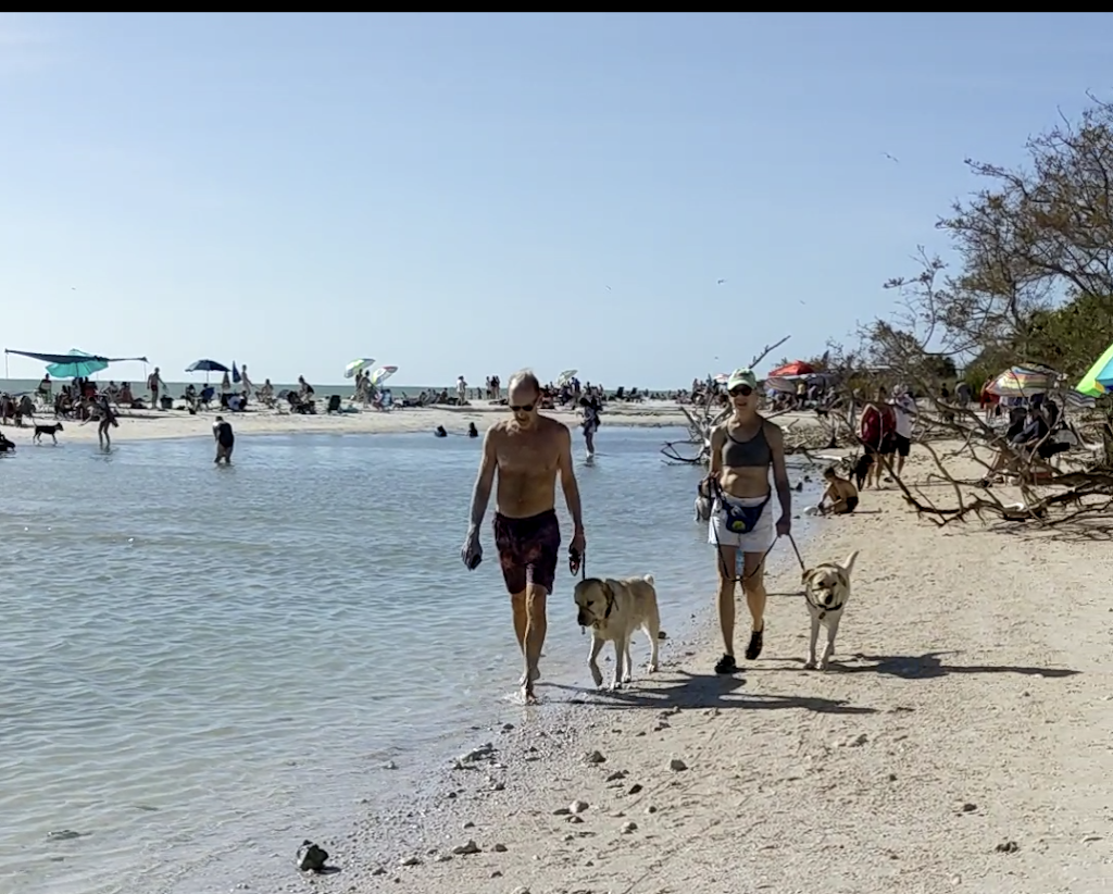 Honeymoon Island State Park Pet Beach | Honeymoon Island, Dunedin, FL 34698, USA | Phone: (727) 241-6106