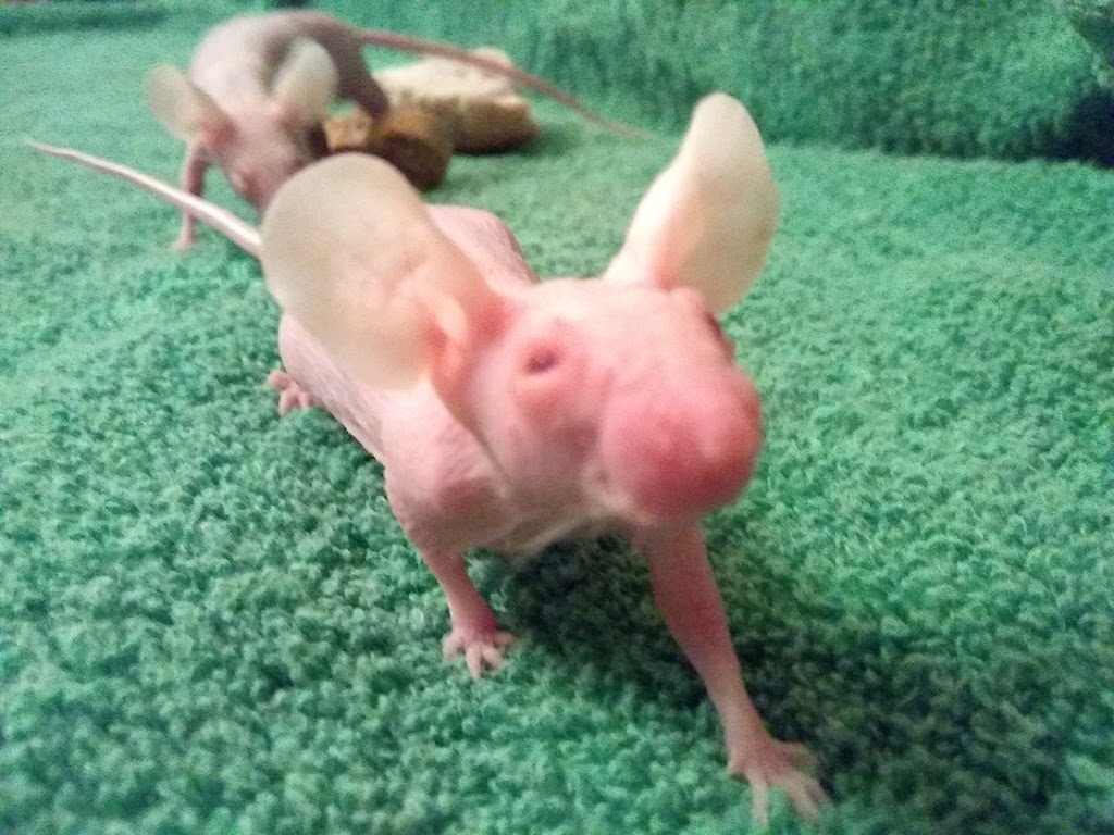 Critters Pet Shop | 7210 Lincoln Way E, Wooster, OH 44691, USA | Phone: (330) 669-7387