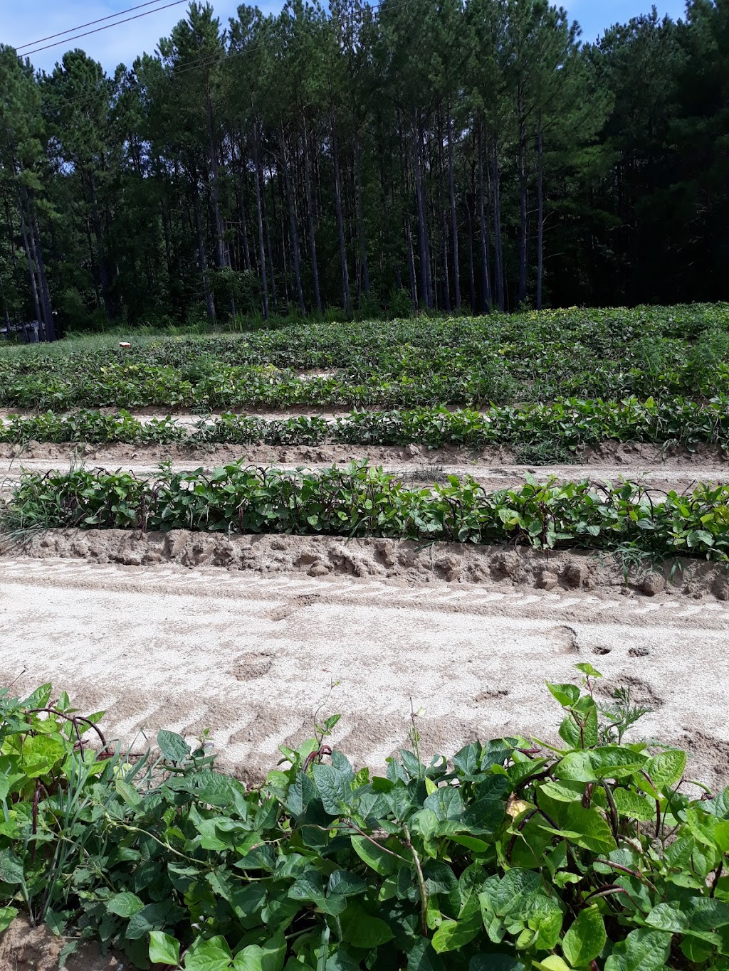 Oasis Farm Produce & Country Store | 2009 Marks Creek Rd, Knightdale, NC 27545, USA | Phone: (919) 520-8025