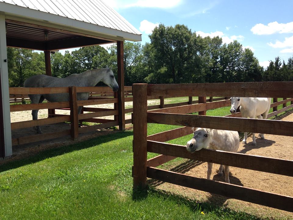 Mid-Rivers Equine Centre | 404 Stable Ln, Wentzville, MO 63385, USA | Phone: (636) 332-5373