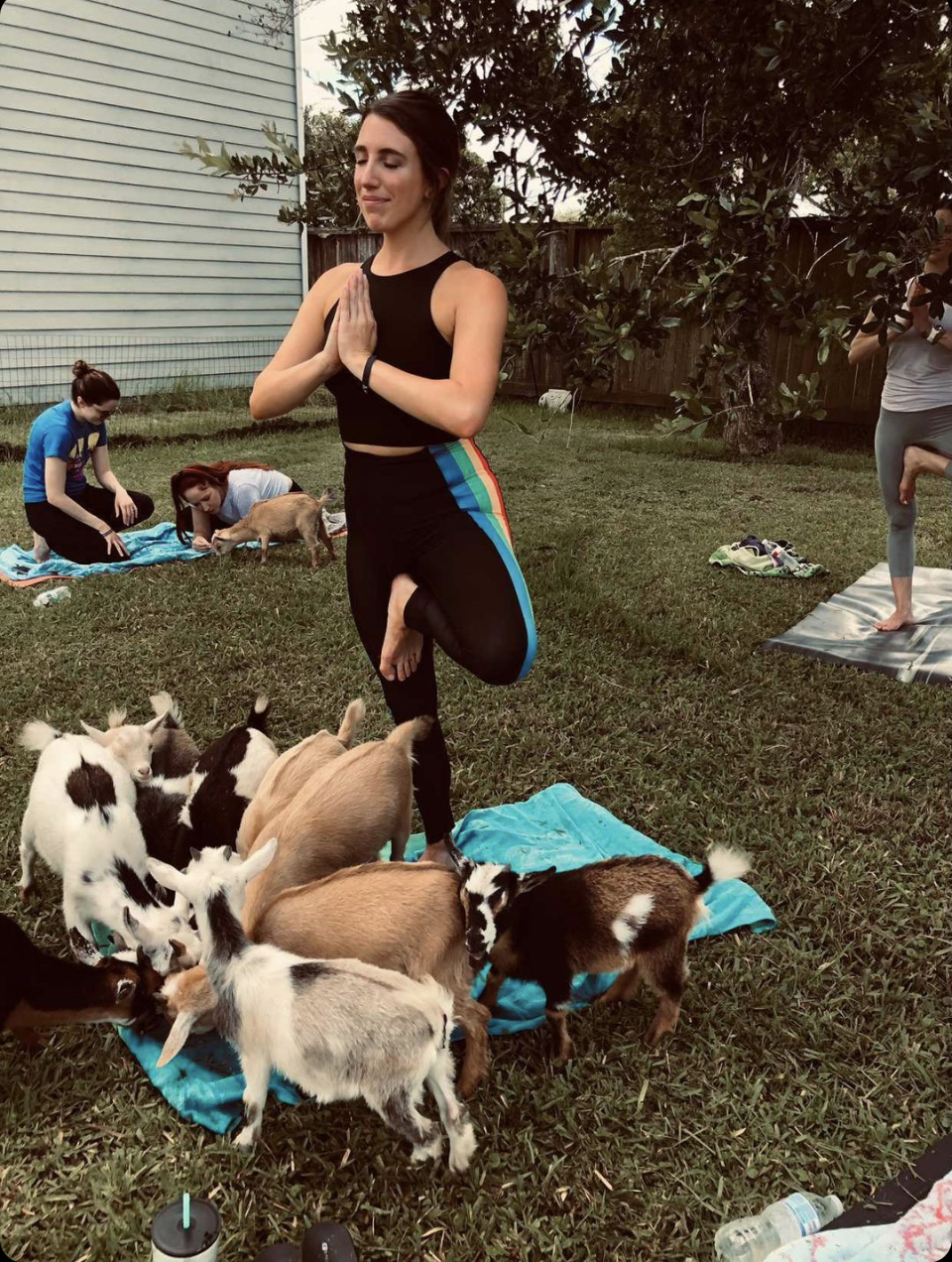 Goat Yoga Houston | 7730 Bailey Rd, Pearland, TX 77584 | Phone: (713) 578-0068