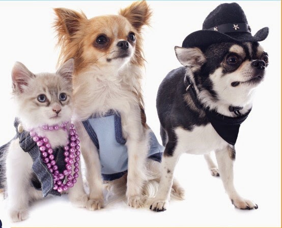 FABULOUS PETS GROOMING SALON | 1464 Palm Ave, Pembroke Pines, FL 33025, USA | Phone: (754) 210-7640