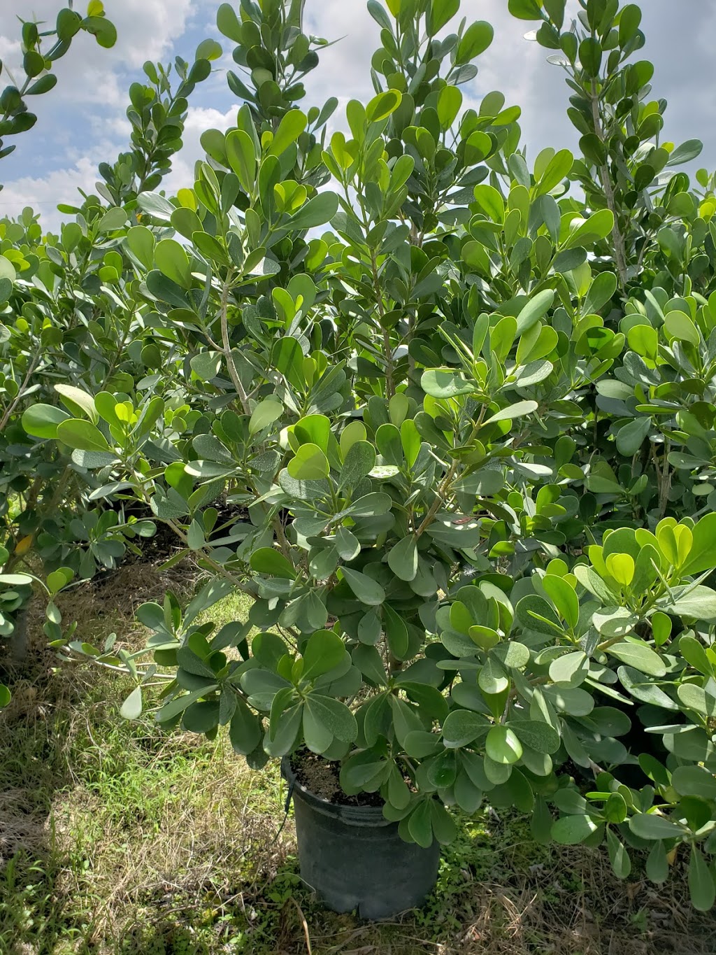 Caballeros Plants Nursery Inc | 18550 SW 168th St, Miami, FL 33187, USA | Phone: (786) 295-3413