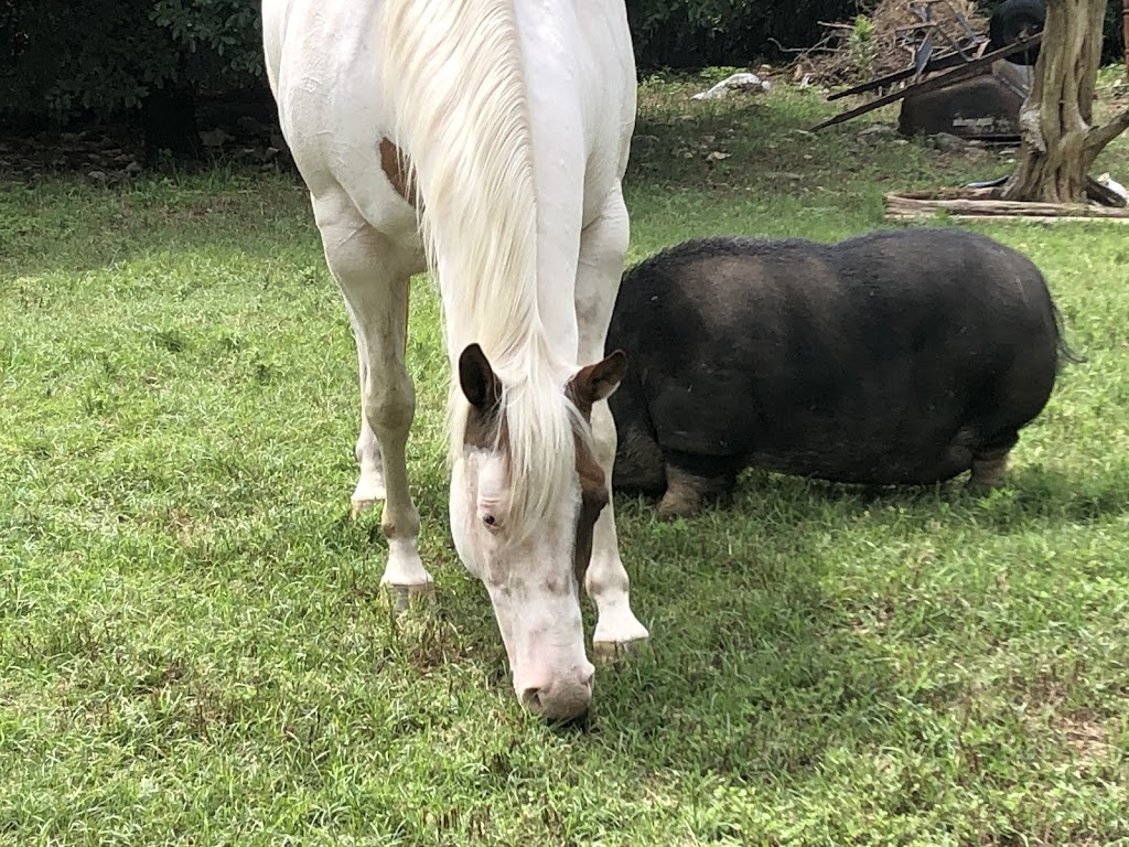 Fry Equine Health Mobile Large Animal Veterinarian | 10930 Ranch Rd 1431, Marble Falls, TX 78654, USA | Phone: (830) 220-4712