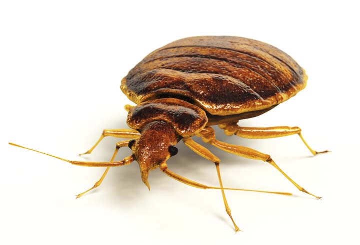 Hammond And Lemmons Termite And Pest Control | 606 IN-56, Scottsburg, IN 47170, USA | Phone: (812) 752-9595