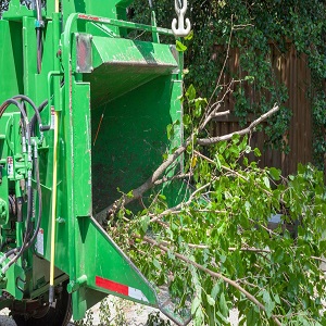 The Whaling City Tree Service | 475 Broad St, New London, CT 06320, United States | Phone: (860) 443-2489