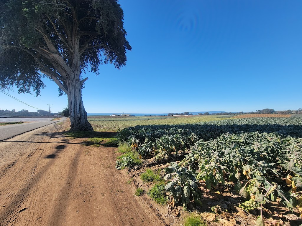 Monterey Bay Farms Organic Strawberry Stand | 596 San Andreas Rd, Watsonville, CA 95076 | Phone: (831) 713-7230