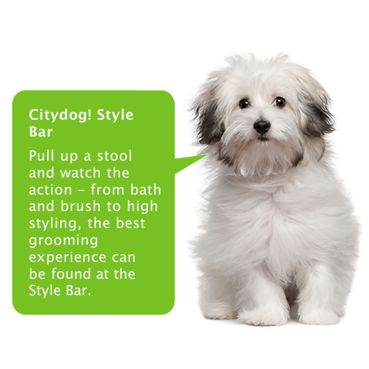 Citydog! Club | 3870 Ponte Ave, Addison, TX 75001, USA | Phone: (972) 243-3929