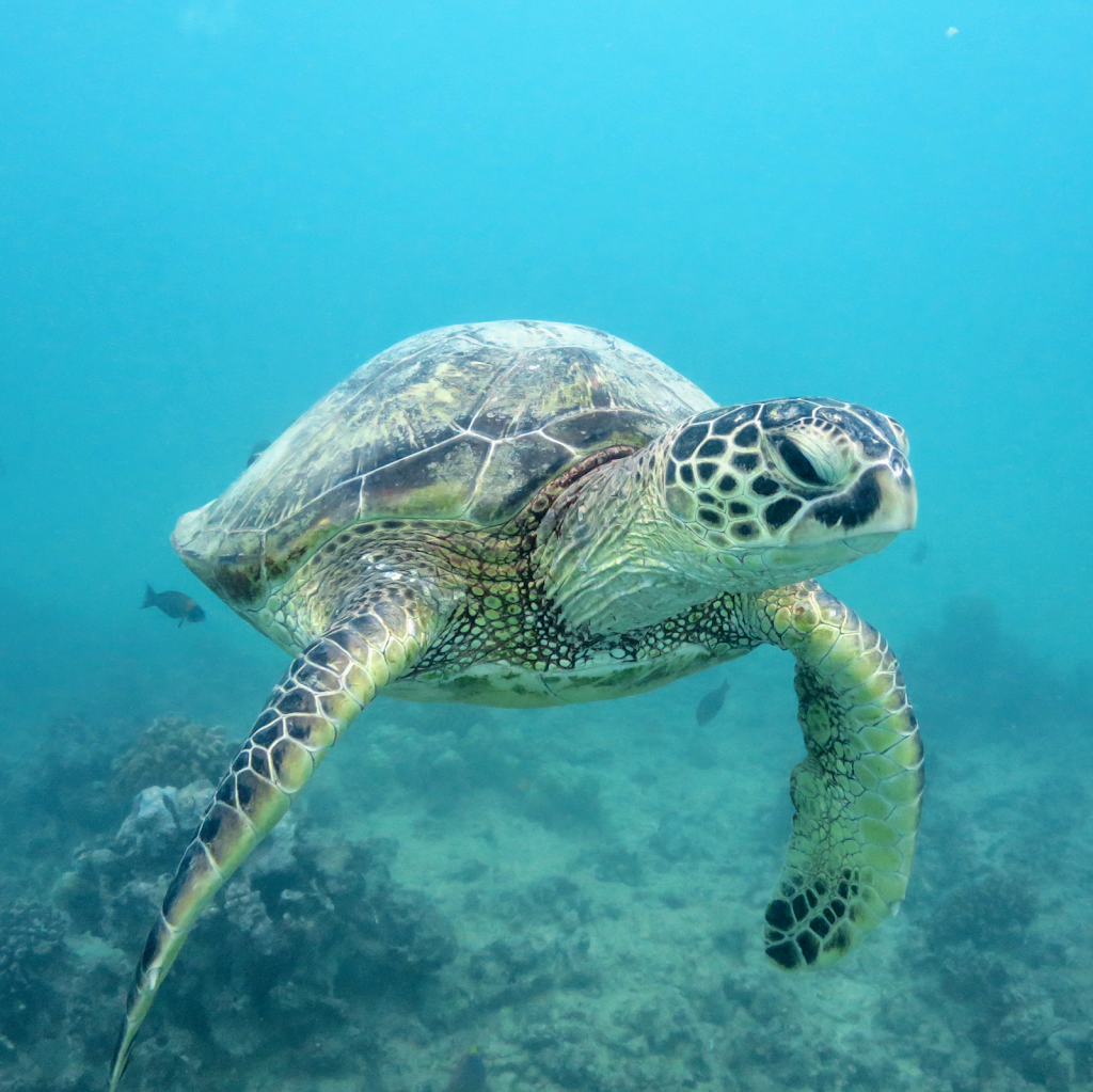 Honolulu snorkeling tour | 1125 Ala Moana blvd Slip A5, Honolulu, HI 96814, USA | Phone: (808) 224-7857