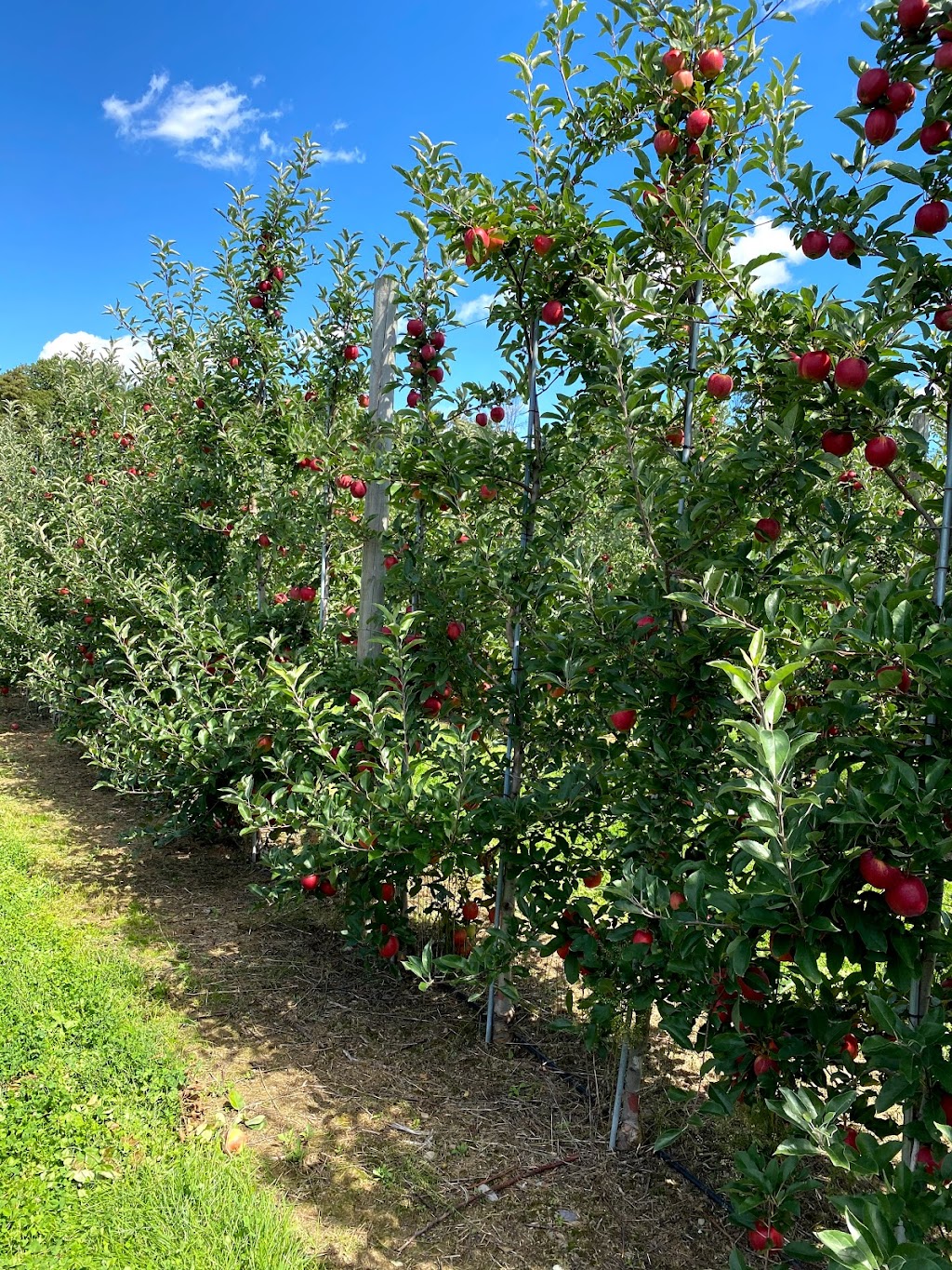 Bowman Orchards | 147 Sugar Hill Rd, Rexford, NY 12148, USA | Phone: (518) 371-2042