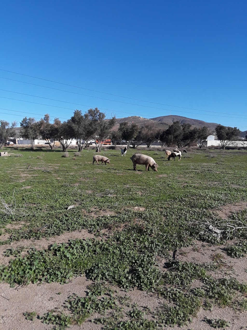 Parque Tijuana Progreso | Tijuana Progreso, Quintas Campestres El Florido, 22260 Tijuana, B.C., Mexico | Phone: 664 360 6883