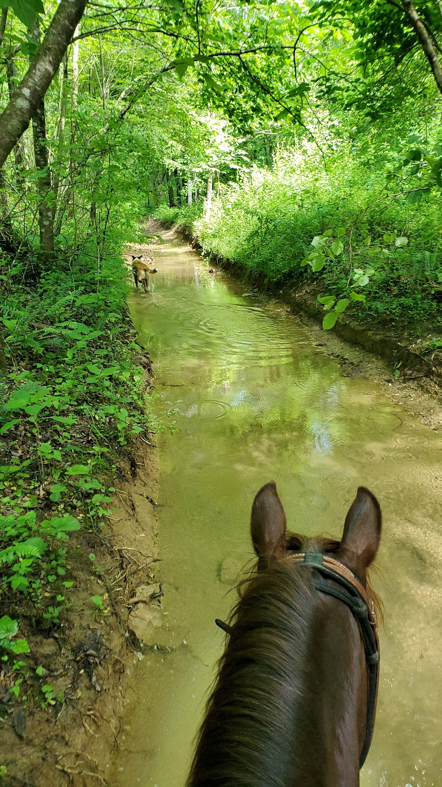 Red Hill Horse Camp | 4604 Red Hill Rd, Mt Vernon, KY 40456, USA | Phone: (606) 308-5900