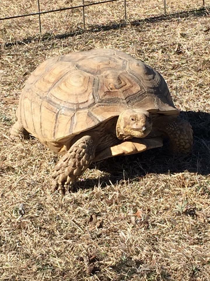 Wikels Sulcata Farm | 4583 N 435 Rd, Pryor, OK 74361, USA | Phone: (918) 290-0596