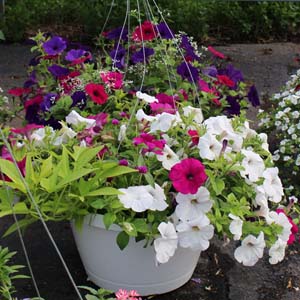 Stuckmeyer Plants & Produce | 8940 Trolley Rd, Columbia, IL 62236, USA | Phone: (618) 939-9100