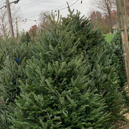 Ricks Christmas Trees | 401 Main St, Grafton, OH 44044, USA | Phone: (440) 346-7252