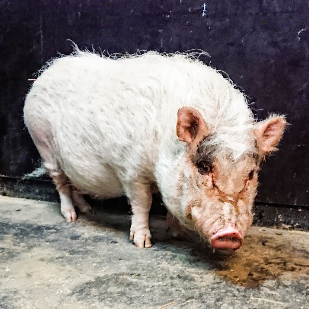 Kinderboerderij De Buiktuin | Noordhollandschkanaaldijk 19, 1034 ZL Amsterdam, Netherlands | Phone: 020 631 4376