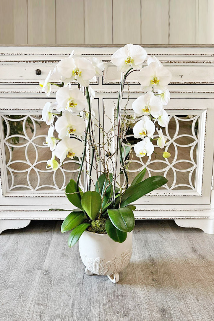 Orchid Republic Floral Boutique | 734 17th St Suite A, Santa Monica, CA 90402, USA | Phone: (310) 310-2122