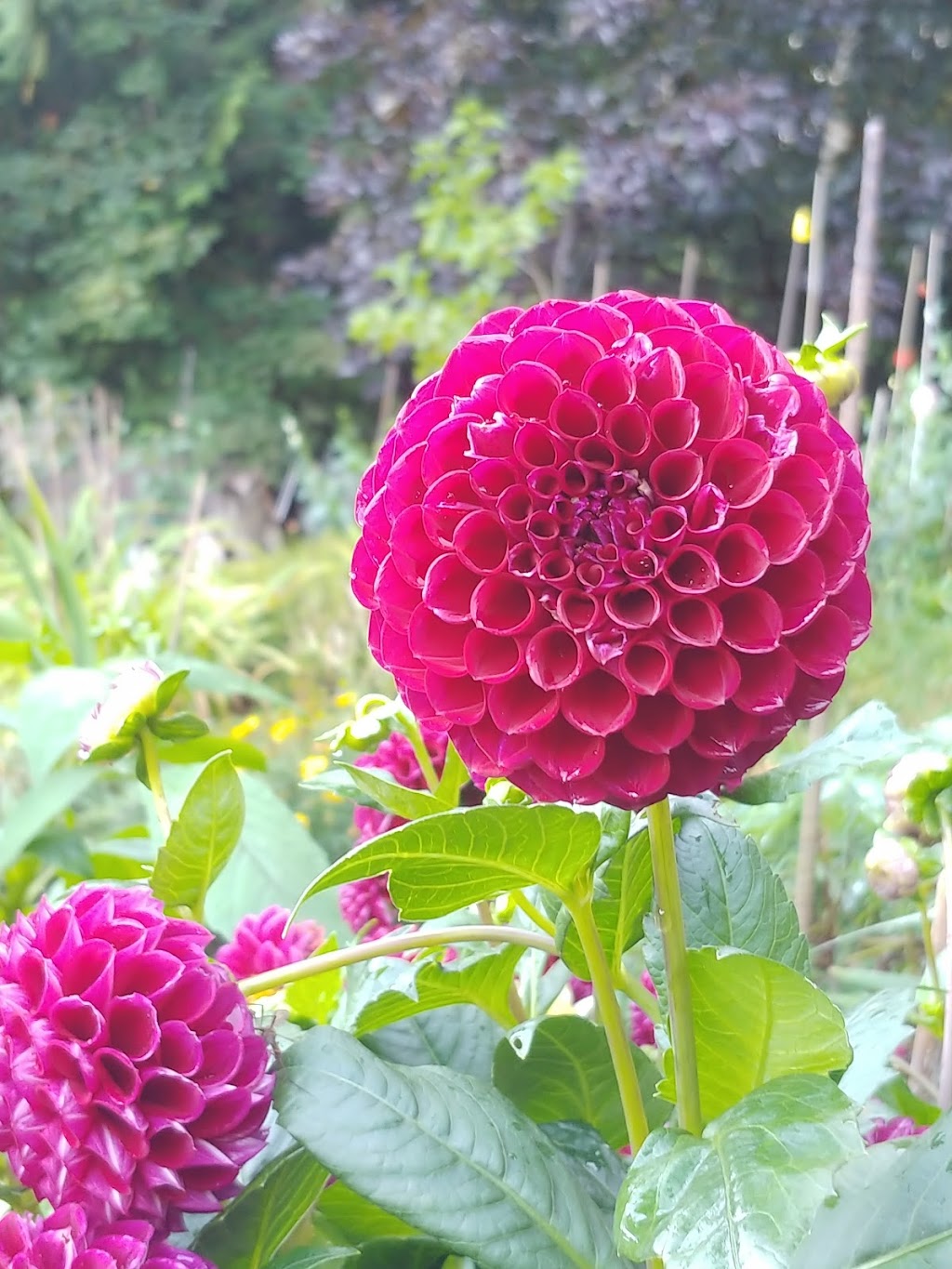 Butlers Farm | 3414 137th St NW, Gig Harbor, WA 98332, USA | Phone: (253) 241-9594