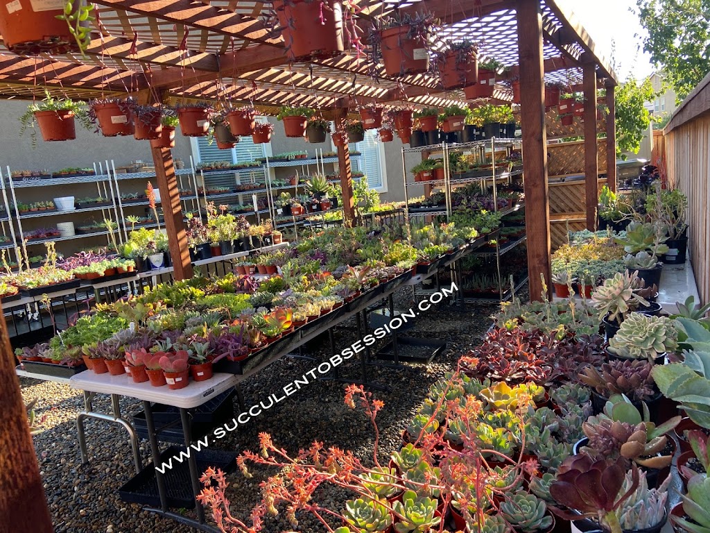 Succulent Obsession | 2010 Fernbank Ct, Fairfield, CA 94534 | Phone: (707) 803-2269