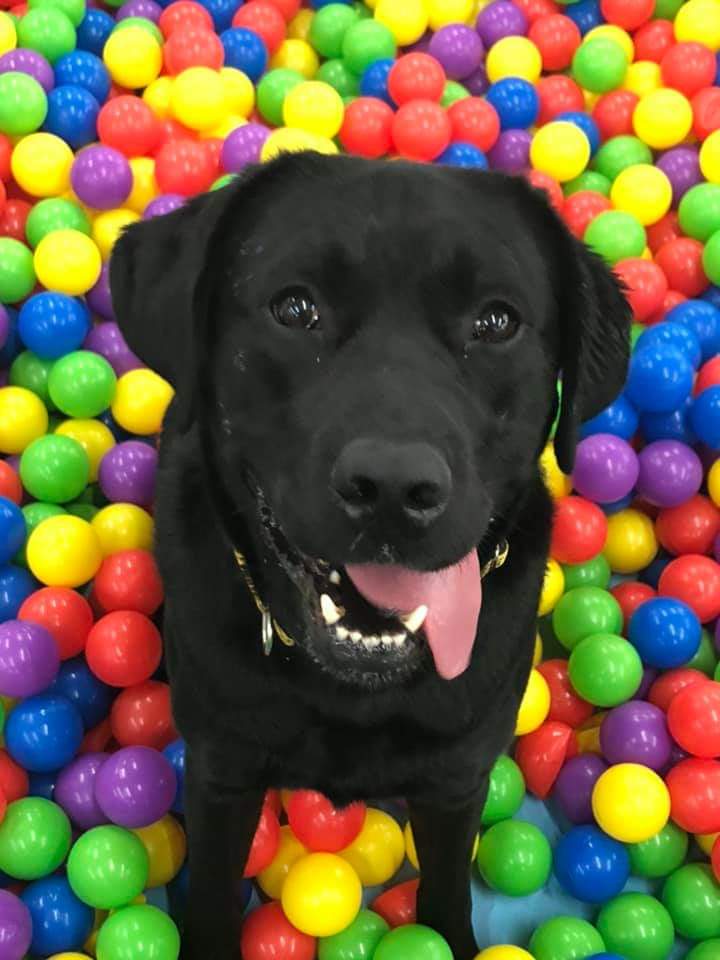Furry Friends Stay and Play | 390 N Monroe St, Mooresville, IN 46158, USA | Phone: (317) 603-2024