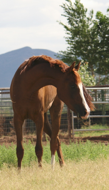 Flight Leader Farm | 8267 Bosque Rd, Canutillo, TX 79835, USA | Phone: (915) 726-1122