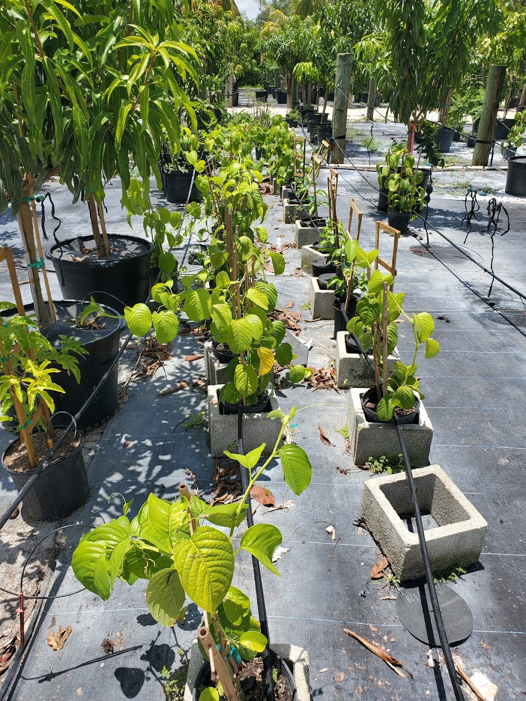 Als Fruit Trees LLC | 14000 SW 182 Ave, Miami, FL 33196 | Phone: (786) 351-1521