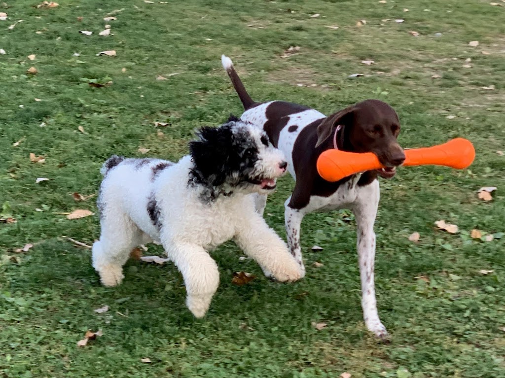 Northville Dog Park | 15801 Beck Rd, Northville, MI 48167, USA | Phone: (248) 349-0203