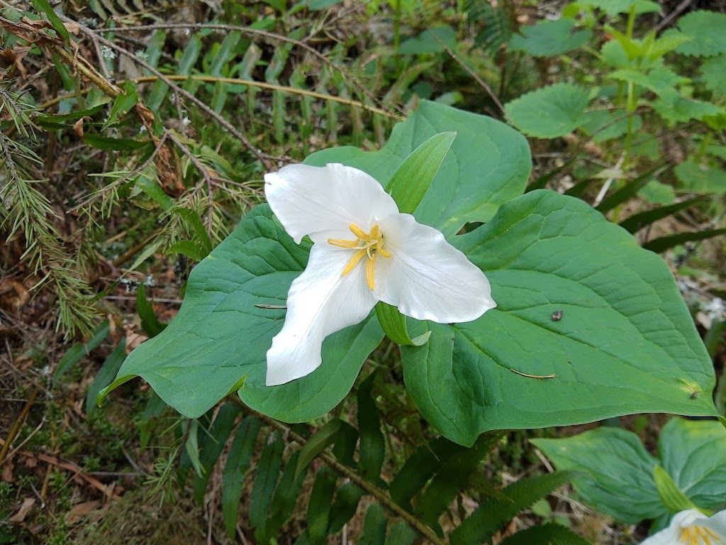 Whipple Creek Regional Park | 17202 NW 21st Ave, Ridgefield, WA 98642, USA | Phone: (360) 397-2285