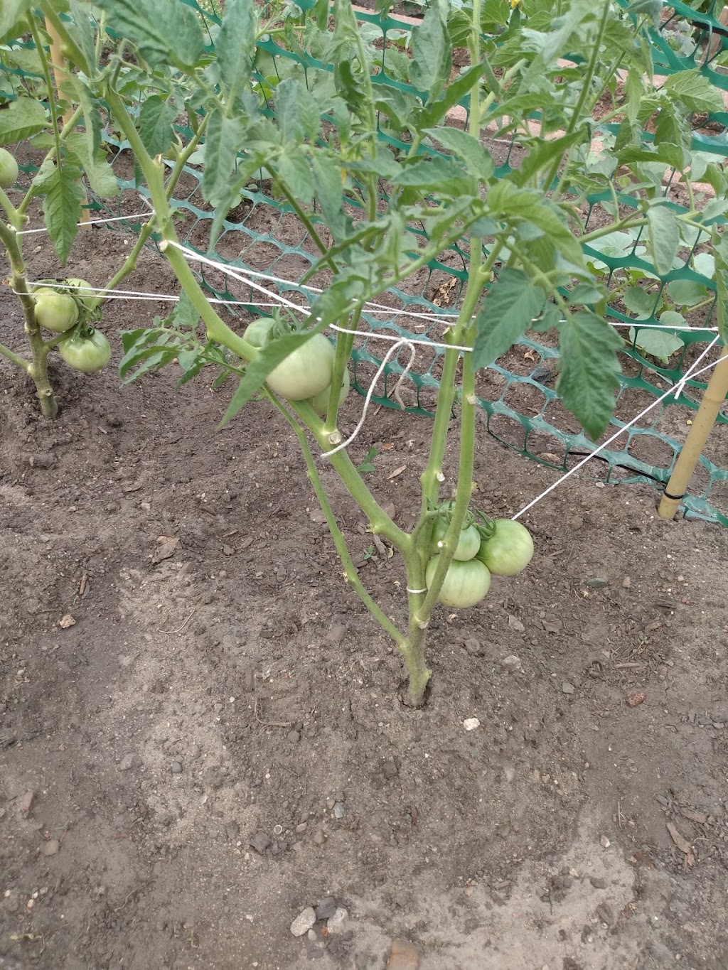 Jenny Lind Community Garden | 1053 51st Ave N, Minneapolis, MN 55430, USA | Phone: (612) 668-2020