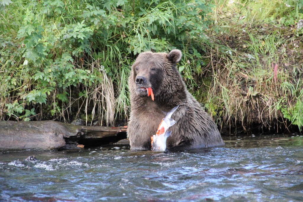 Russian River Campground | Cooper Landing, AK 99572, USA | Phone: (877) 444-6777