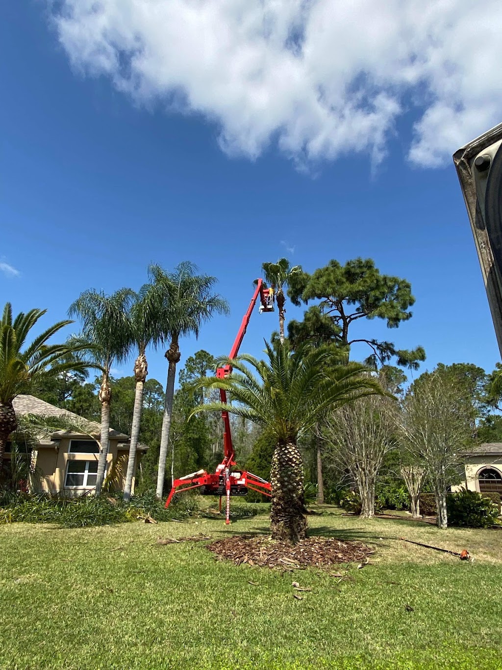 Morris Tree Service | 5532 Auld Ln #2, Holiday, FL 34690, USA | Phone: (727) 326-4337