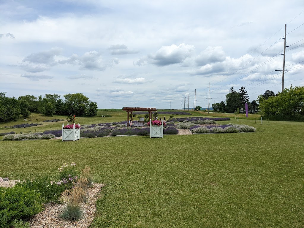 New Life Lavender & Cherry Farm | E10766 County Rd W, Baraboo, WI 53913, USA | Phone: (608) 477-4023