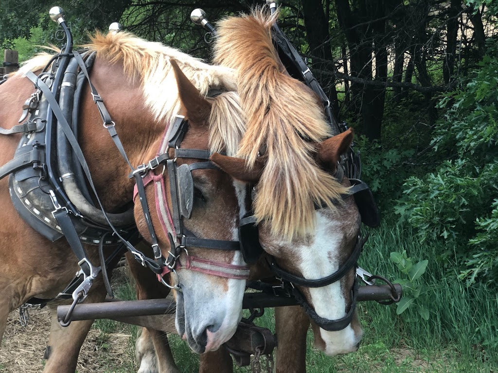 Bunker Park Stables | 13175 County Parkway D entrance At, 550 Bunker Lake Blvd NW, Andover, MN 55304, USA | Phone: (763) 757-9445