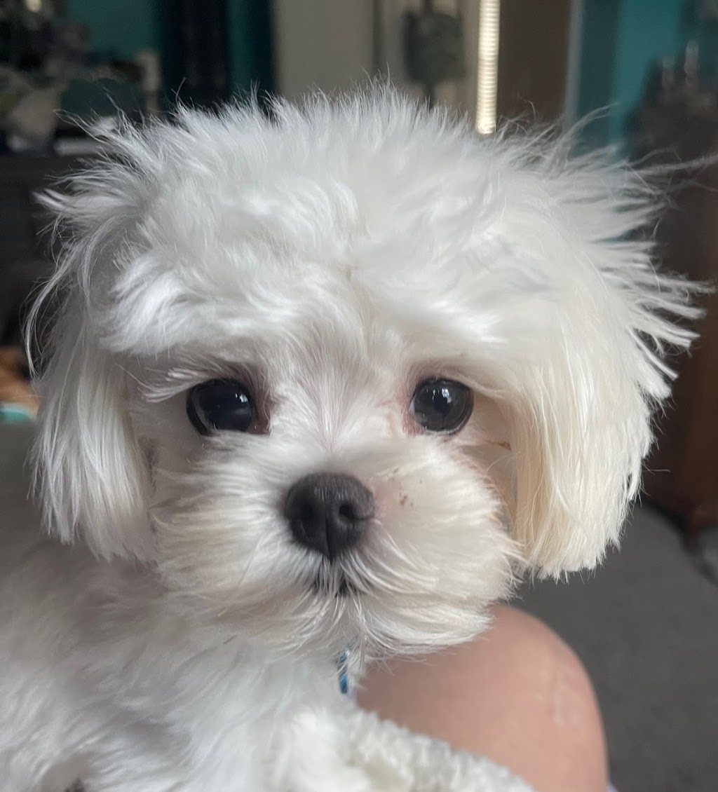 Shiloh Veterinary Clinic | 830 N Green Mt Rd, Swansea, IL 62221, USA | Phone: (618) 622-3778