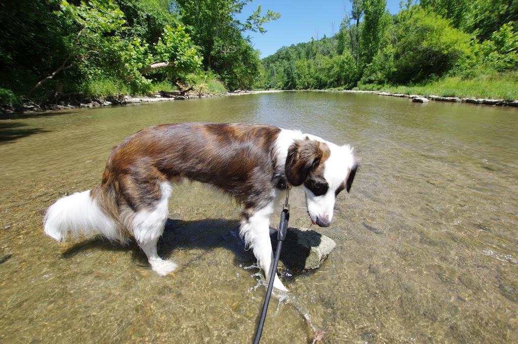 Four Mile Creek MetroPark - Sycamore Bluffs Area | 3742 Lanes Mill Rd, Oxford, OH 45056, USA | Phone: (513) 867-5835